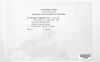 Melampsora bigelowii image